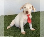 Small Photo #2 Lab-Pointer Puppy For Sale in San Diego, CA, USA