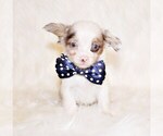 Puppy Norwin Chihuahua