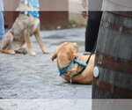 Small Photo #32 Labrador Retriever-Unknown Mix Puppy For Sale in Sebec, ME, USA