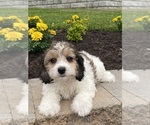 Small #1 Cavachon