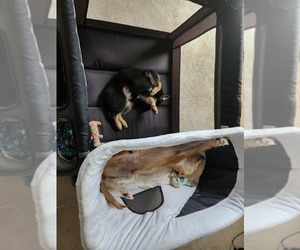 German Shepherd Dog Puppy for sale in HAMPTON, GA, USA