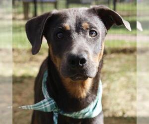 Doberman Pinscher-Unknown Mix Dogs for adoption in San Antonio, TX, USA