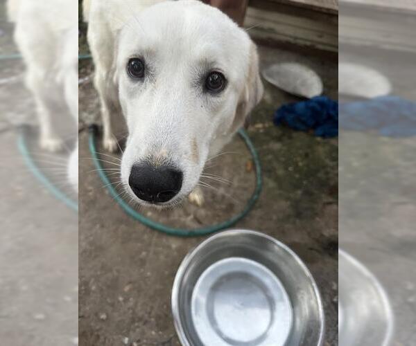 Medium Photo #1 Great Pyrenees-Unknown Mix Puppy For Sale in San Antonio, TX, USA