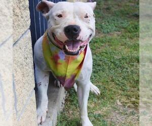 American Staffordshire Terrier-Unknown Mix Dogs for adoption in San Antonio, TX, USA