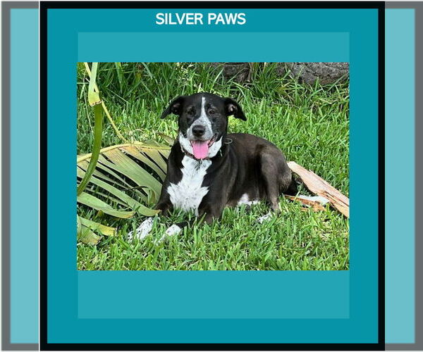 Medium Photo #1 Lab-Pointer Puppy For Sale in Royal Palm Beach, FL, USA
