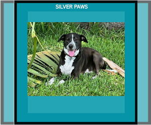 Lab-Pointer Dogs for adoption in Royal Palm Beach, FL, USA