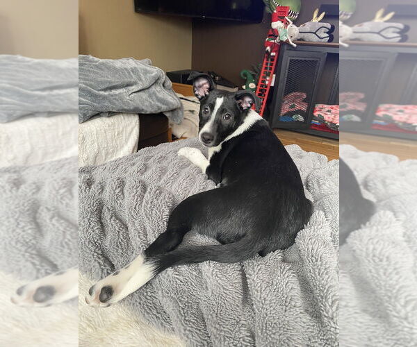 Medium Photo #4 Mutt Puppy For Sale in Mundelein, IL, USA