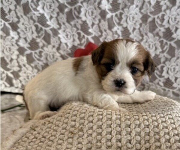 Medium Photo #5 Cavachon-Shih Tzu Mix Puppy For Sale in THORP, WI, USA