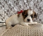 Small #4 Cavachon-Shih Tzu Mix