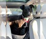 Small #6 Labrador Retriever Mix