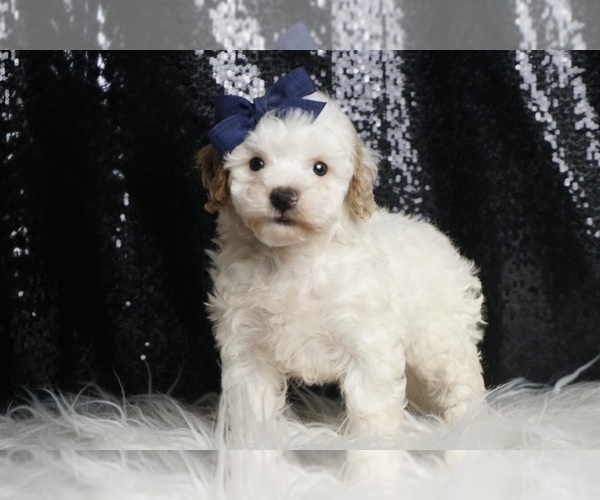 Medium Photo #6 Poodle (Toy) Puppy For Sale in WARSAW, IN, USA