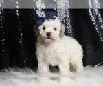 Small Photo #112 Poodle (Toy) Puppy For Sale in WARSAW, IN, USA