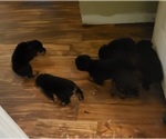 Small #17 Rottweiler