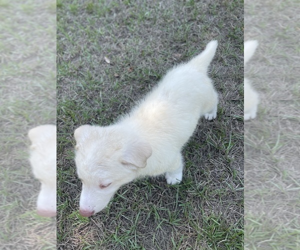 Medium Photo #25 Siberian Husky Puppy For Sale in HILLISTER, TX, USA