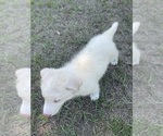 Small #24 Siberian Husky