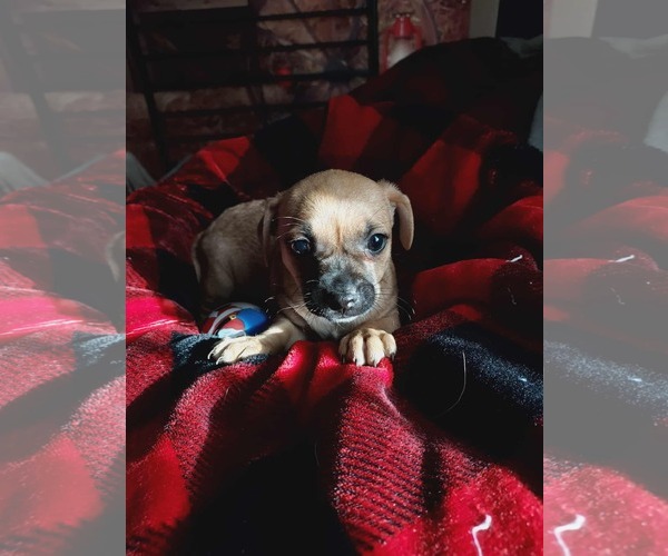 Medium Photo #3 Cairn Terrier-Unknown Mix Puppy For Sale in Arlington, WA, USA