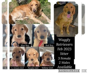 Golden Retriever Puppy for Sale in SUMMERVILLE, South Carolina USA