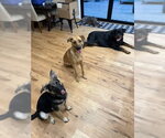Small #3 German Shepherd Dog