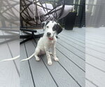 Small #1 Colonial Cocker Spaniel Mix