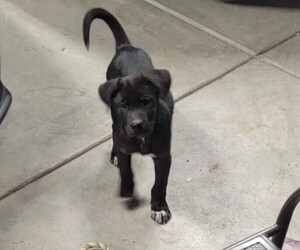 American Bulldog-Siberian Husky Mix Puppy for sale in VICTORVILLE, CA, USA