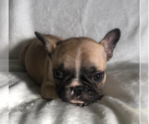 French Bulldog Puppy for sale in BARSTOW, CA, USA