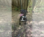 Small Labrador Retriever Mix