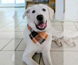 Geralt - Male Great Pyrenees Dog for Adoption