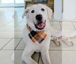 Geralt - Male Great Pyrenees Dog for Adoption - Small photo