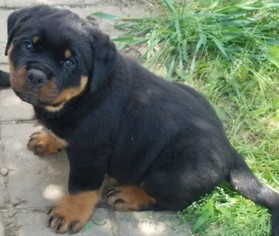 View Ad Rottweiler Litter Of Puppies For Sale Near Ohio Massillon Usa Adn 35075