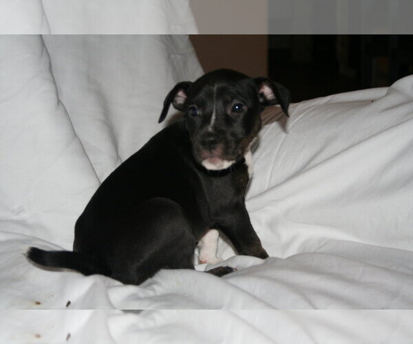 Medium Photo #11 American Staffordshire Terrier-Unknown Mix Puppy For Sale in Holly Springs, NC, USA