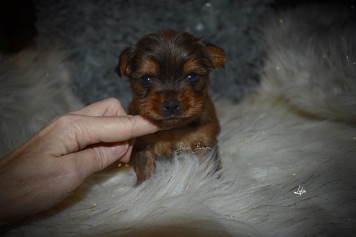 Medium Photo #2 Yorkshire Terrier Puppy For Sale in KELLY, LA, USA