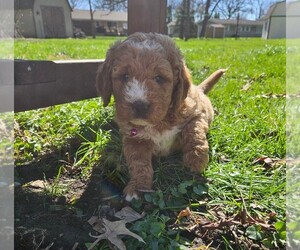Golden Mountain Doodle  Puppy for sale in FORREST, IL, USA