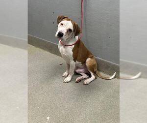 Mutt Dogs for adoption in Las Vegas, NV, USA