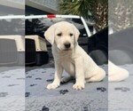 Litter of 8 - Male Labrador RetrieverLitter of Puppies for Sale - Photo #4