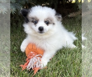 Pomeranian Puppy for sale in MIDDLEBURY, IN, USA