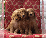 Small Photo #5 Goldendoodle-Poodle (Standard) Mix Puppy For Sale in PARADISE, PA, USA