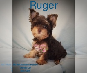 Yorkshire Terrier Puppy for sale in ROCKWOOD, TN, USA