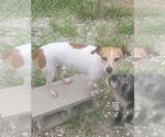 Small Jack Russell Terrier Mix