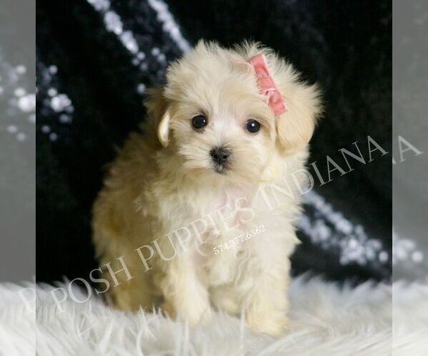Medium Photo #4 Maltipoo Puppy For Sale in WARSAW, IN, USA