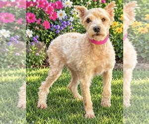 Mutt Dogs for adoption in Bon Carbo, CO, USA