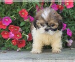 Small Photo #1 Shih Tzu Puppy For Sale in FREDERICKSBG, OH, USA