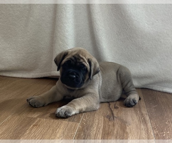 Medium Photo #9 Mastiff Puppy For Sale in CHESAPEAKE, VA, USA