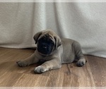 Small #8 Mastiff