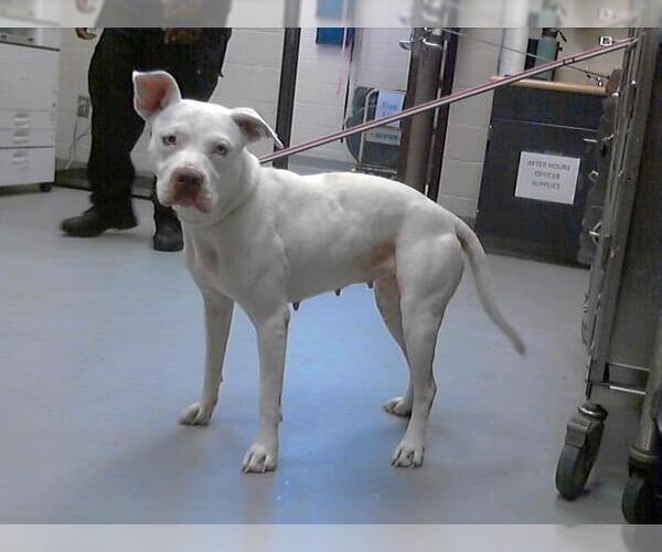 Medium Photo #1 American Bulldog Puppy For Sale in Fayetteville, NC, USA