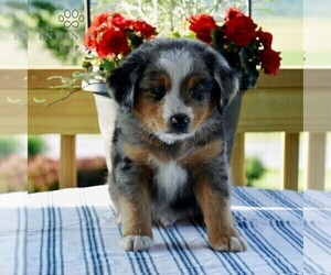 Miniature Australian Shepherd Puppy for sale in REBERSBURG, PA, USA