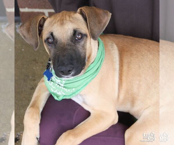 Medium Photo #7 Labrador Retriever-Unknown Mix Puppy For Sale in Washington, DC, USA
