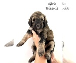 Puppy Puppy7 Biscuit Bernedoodle