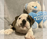 Puppy Buford English Bulldog