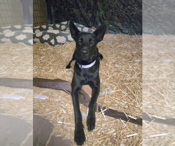 Medium Photo #2 Mutt Puppy For Sale in Oak Bluffs, MA, USA