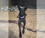 Small #1 Mutt